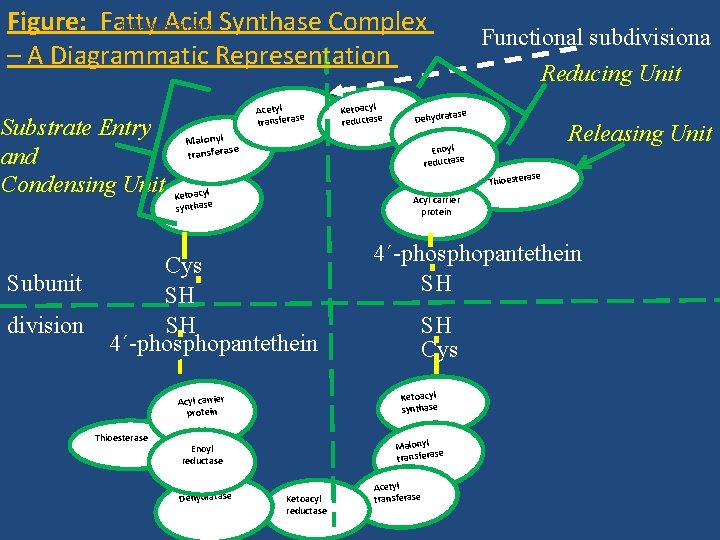 Functional division Figure: Fatty Acid Synthase Complex – A Diagrammatic Representation Substrate Entry and