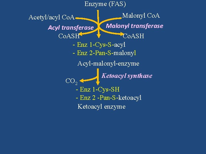 Enzyme (FAS) Malonyl Co. A Acetyl/acyl Co. A Malonyl transferase Acyl transferase Co. ASH