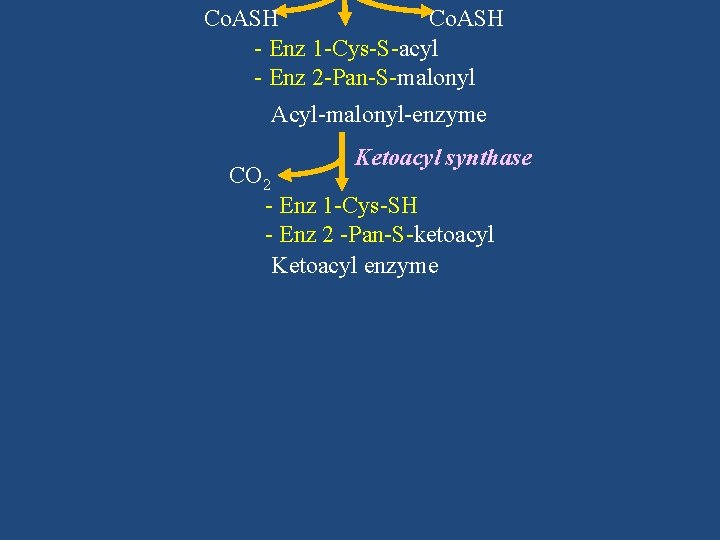 Co. ASH - Enz 1 -Cys-S-acyl - Enz 2 -Pan-S-malonyl Acyl-malonyl-enzyme Ketoacyl synthase CO