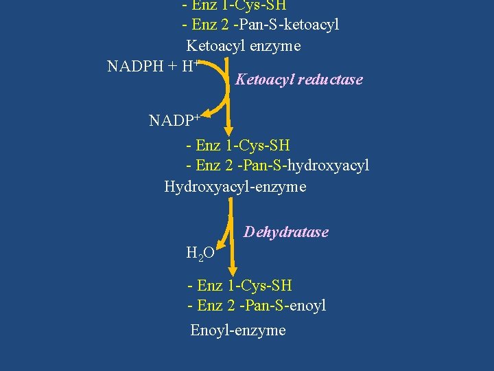 - Enz 1 -Cys-SH - Enz 2 -Pan-S-ketoacyl Ketoacyl enzyme NADPH + H+ Ketoacyl