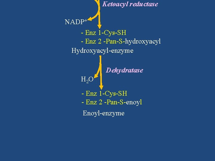 Ketoacyl reductase NADP+ - Enz 1 -Cys-SH - Enz 2 -Pan-S-hydroxyacyl Hydroxyacyl-enzyme Dehydratase H