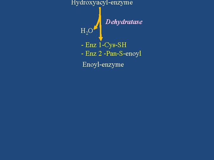 Hydroxyacyl-enzyme Dehydratase H 2 O - Enz 1 -Cys-SH - Enz 2 -Pan-S-enoyl Enoyl-enzyme
