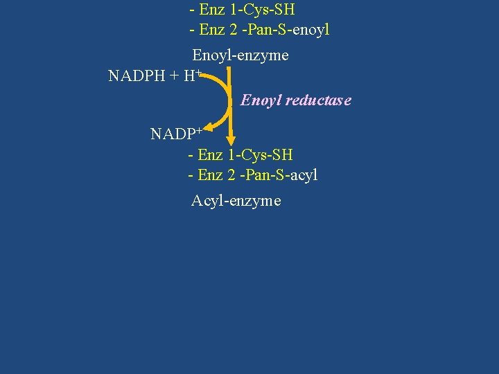 - Enz 1 -Cys-SH - Enz 2 -Pan-S-enoyl Enoyl-enzyme NADPH + H+ Enoyl reductase