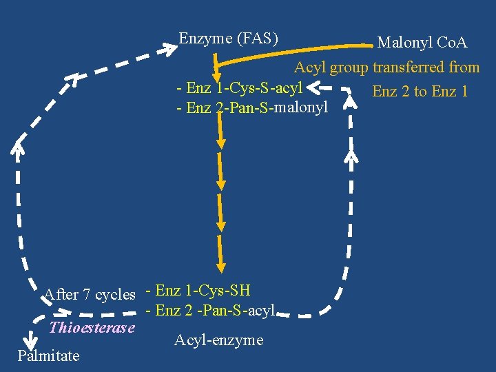 Enzyme (FAS) Malonyl Co. A Acyl group transferred from - Enz 1 -Cys-S-acyl Enz