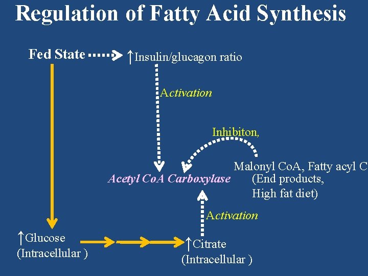 Regulation of Fatty Acid Synthesis Fed State ↑Insulin/glucagon ratio Activation Inhibiton, Malonyl Co. A,