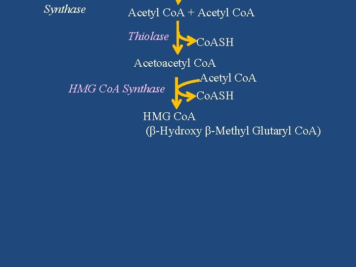 Synthase Acetyl Co. A + Acetyl Co. A Thiolase Co. ASH Acetoacetyl Co. A