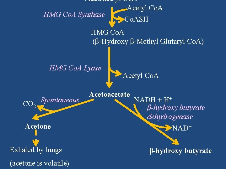 Acetoacetyl Co. A Acetyl Co. A HMG Co. A Synthase Co. ASH HMG Co.