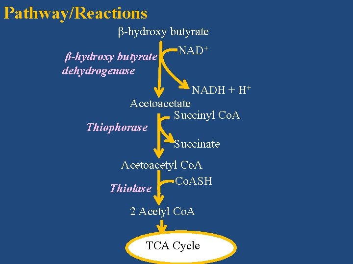 Pathway/Reactions β-hydroxy butyrate dehydrogenase NAD+ NADH + H+ Acetoacetate Succinyl Co. A Thiophorase Succinate