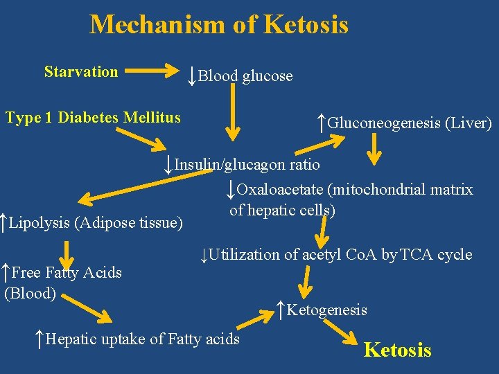 Mechanism of Ketosis ↓Blood glucose Starvation Type 1 Diabetes Mellitus ↑Gluconeogenesis (Liver) ↓Insulin/glucagon ratio