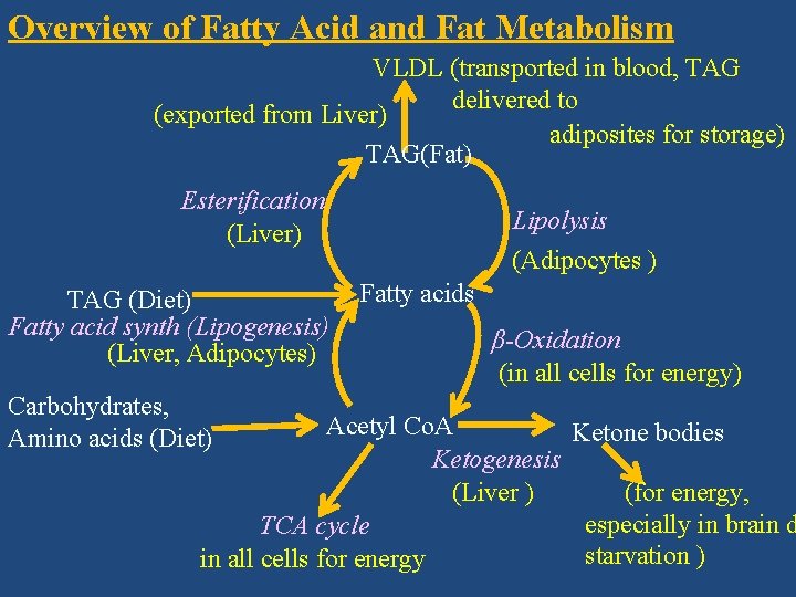 Overview of Fatty Acid and Fat Metabolism VLDL (transported in blood, TAG delivered to