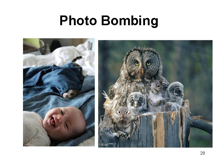 Photo Bombing 28 