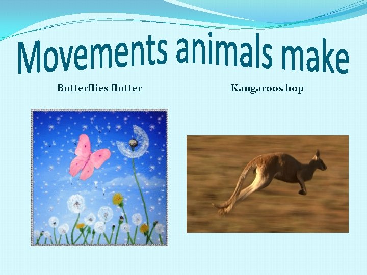 Butterflies flutter Kangaroos hop 