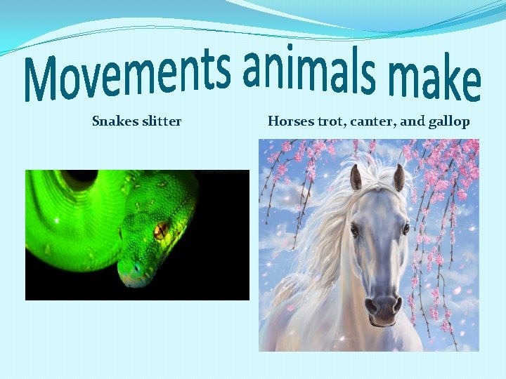 Snakes slitter Horses trot, canter, and gallop 