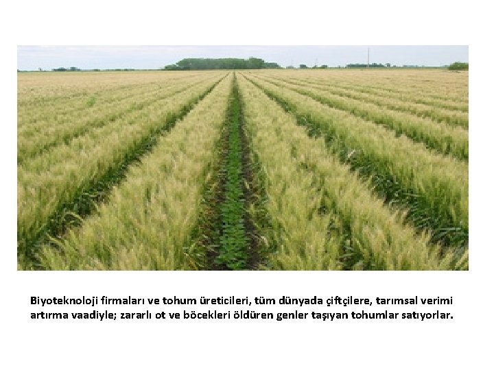 Biyoteknoloji firmaları ve tohum üreticileri, tüm dünyada çiftçilere, tarımsal verimi artırma vaadiyle; zararlı ot
