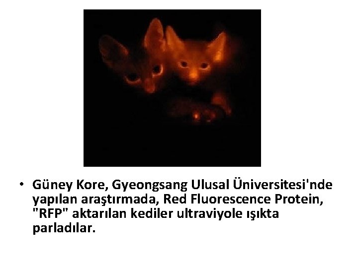  • Güney Kore, Gyeongsang Ulusal Üniversitesi'nde yapılan araştırmada, Red Fluorescence Protein, "RFP" aktarılan