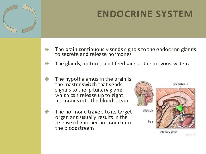 ENDOCRINE SYSTEM The brain continuously sends signals to the endocrine glands to secrete and