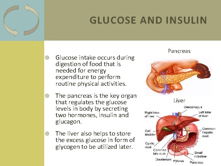 GLUCOSE AND INSULIN Glucose intake occurs during digestion of food that is needed for