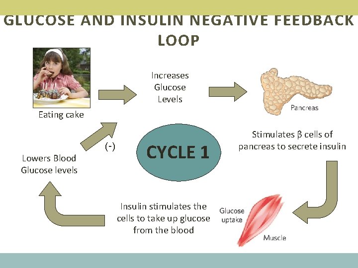 GLUCOSE AND INSULIN NEGATIVE FEEDBACK LOOP Increases Glucose Levels Eating cake (-) Lowers Blood