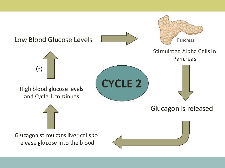 Low Blood Glucose Levels Stimulated Alpha Cells in Pancreas (-) High blood glucose levels