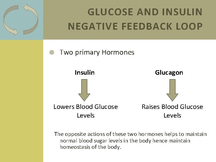 GLUCOSE AND INSULIN NEGATIVE FEEDBACK LOOP Two primary Hormones Insulin Lowers Blood Glucose Levels