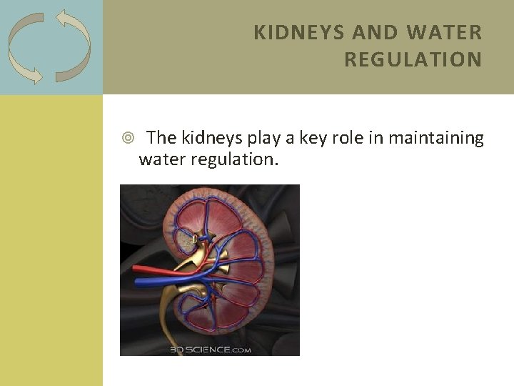 KIDNEYS AND WATER REGULATION The kidneys play a key role in maintaining water regulation.