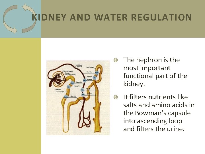 KIDNEY AND WATER REGULATION The nephron is the most important functional part of the