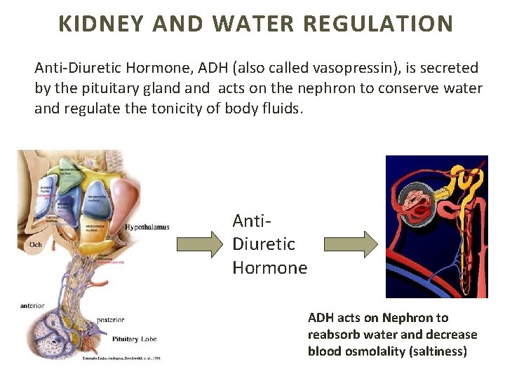 KIDNEY AND WATER REGULATION Anti-Diuretic Hormone, ADH (also called vasopressin), is secreted by the