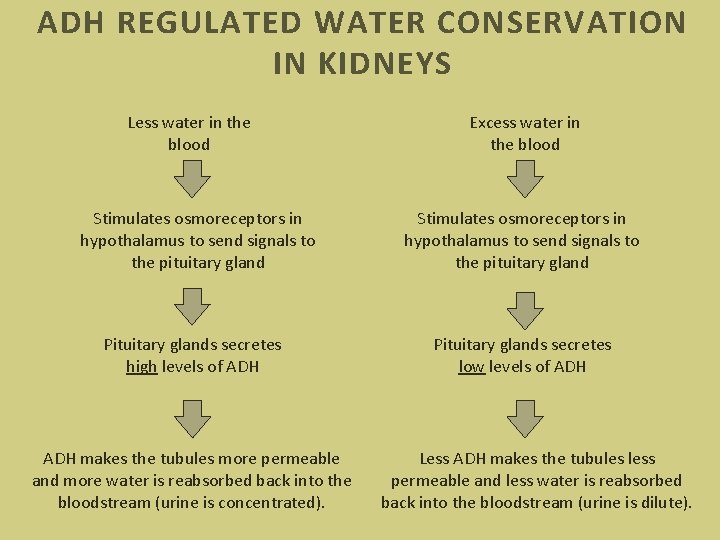 ADH REGULATED WATER CONSERVATION IN KIDNEYS Less water in the blood Excess water in