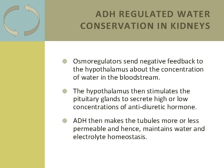 ADH REGULATED WATER CONSERVATION IN KIDNEYS Osmoregulators send negative feedback to the hypothalamus about