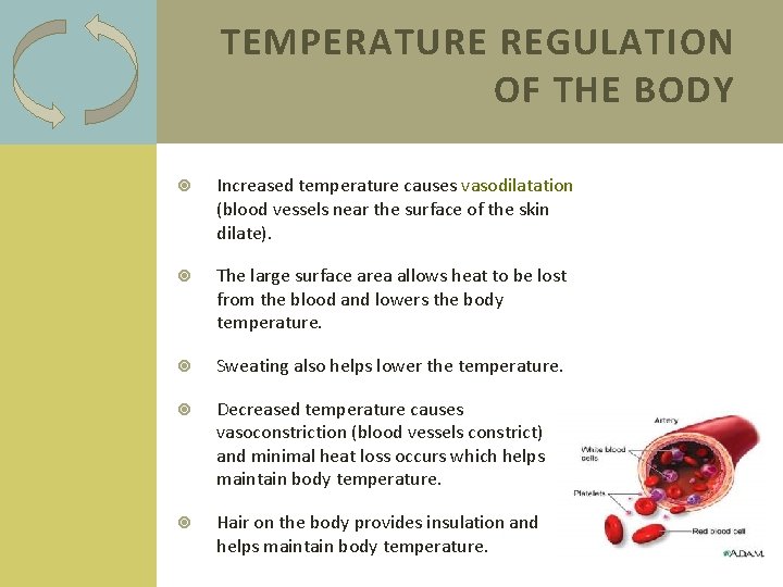 TEMPERATURE REGULATION OF THE BODY Increased temperature causes vasodilatation (blood vessels near the surface