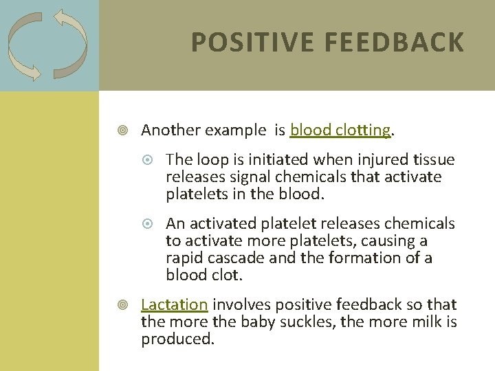 POSITIVE FEEDBACK Another example is blood clotting. The loop is initiated when injured tissue
