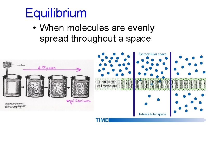 Equilibrium • When molecules are evenly spread throughout a space 