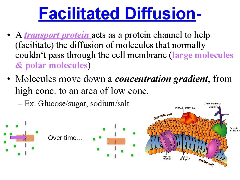 Facilitated Diffusion • A transport protein acts as a protein channel to help (facilitate)