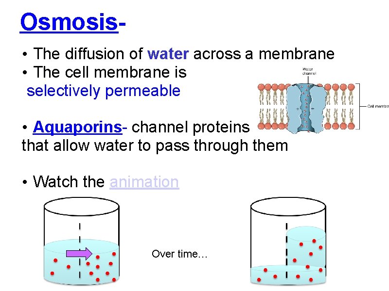 Osmosis • The diffusion of water across a membrane • The cell membrane is