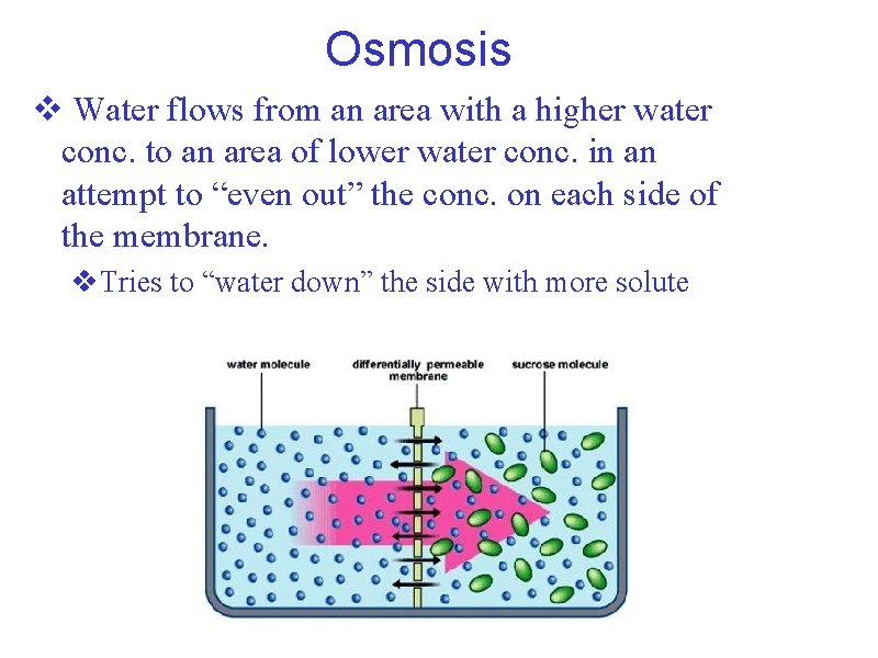 Osmosis v Water flows from an area with a higher water conc. to an