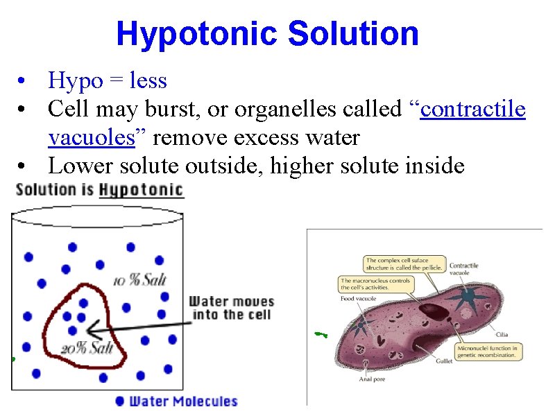 Hypotonic Solution • Hypo = less • Cell may burst, or organelles called “contractile