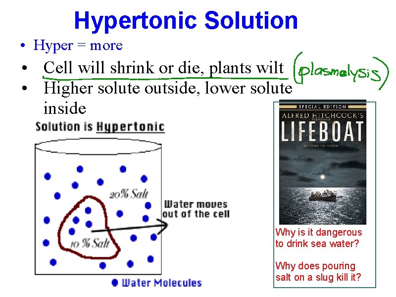 Hypertonic Solution • Hyper = more • Cell will shrink or die, plants wilt