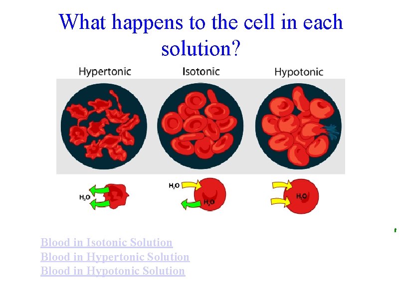 What happens to the cell in each solution? Blood in Isotonic Solution Blood in