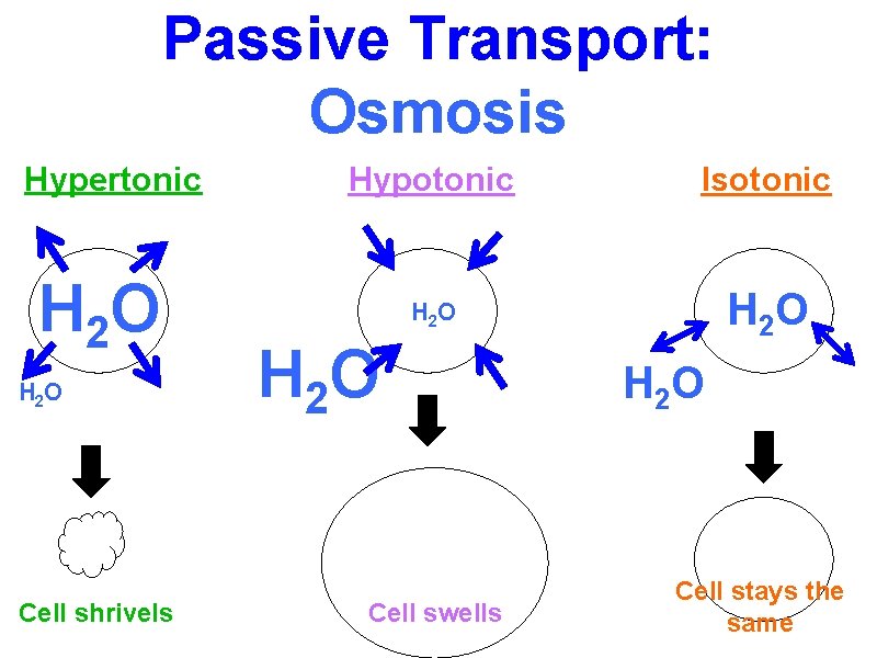 Passive Transport: Osmosis Hypertonic H 2 O Cell shrivels Hypotonic Isotonic H 2 O