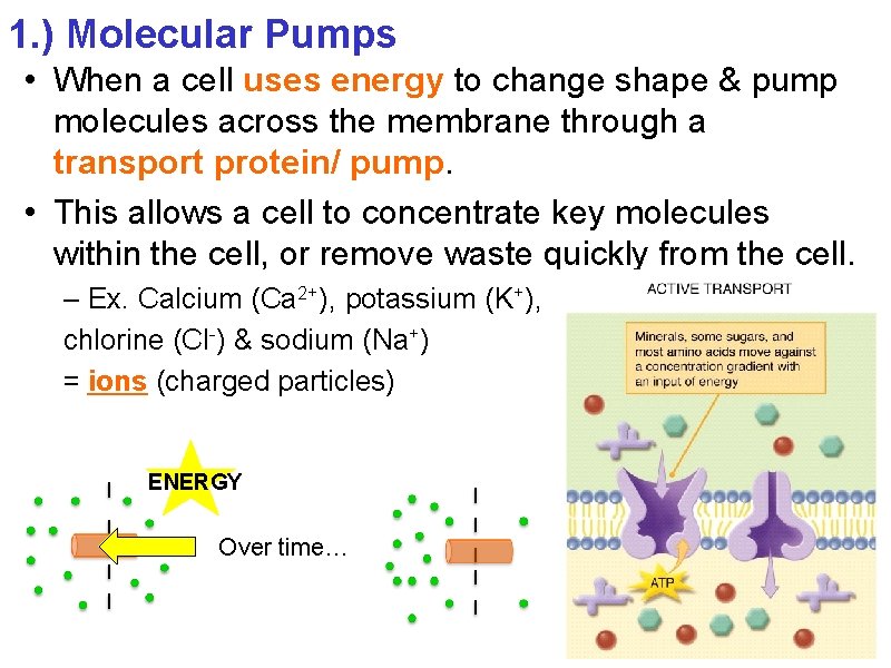 1. ) Molecular Pumps • When a cell uses energy to change shape &