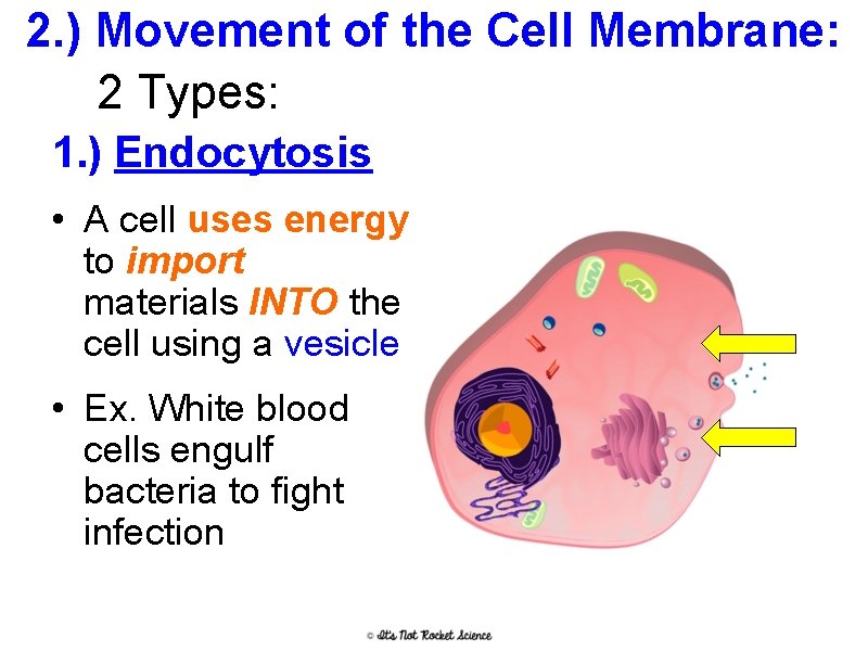 2. ) Movement of the Cell Membrane: 2 Types: 1. ) Endocytosis • A
