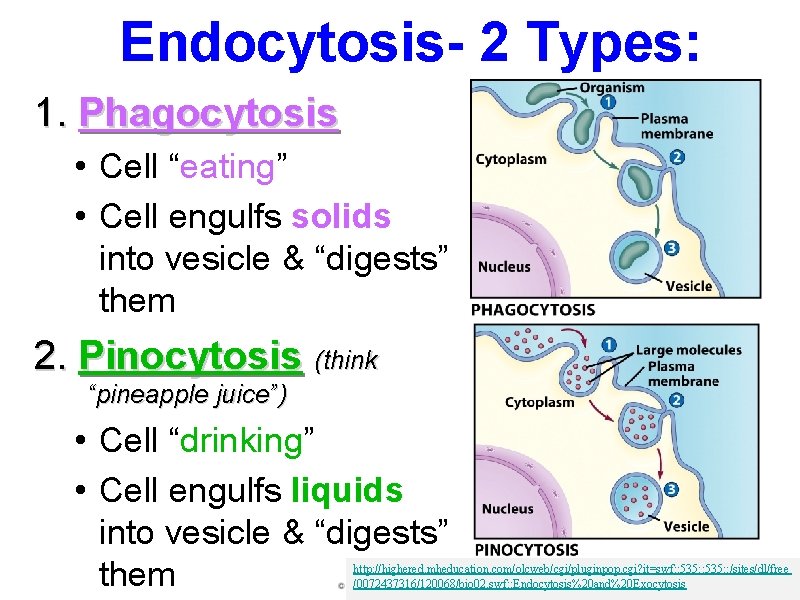 Endocytosis- 2 Types: 1. Phagocytosis • Cell “eating” • Cell engulfs solids into vesicle