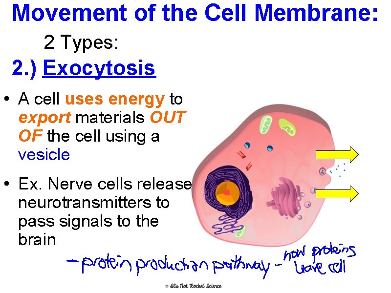 Movement of the Cell Membrane: 2 Types: 2. ) Exocytosis • A cell uses