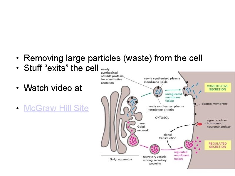  • Removing large particles (waste) from the cell • Stuff “exits” the cell