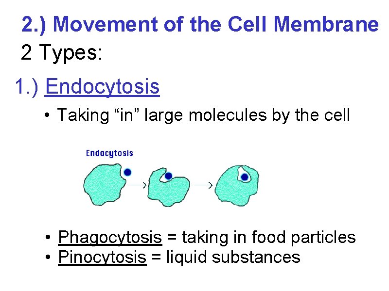2. ) Movement of the Cell Membrane 2 Types: 1. ) Endocytosis • Taking