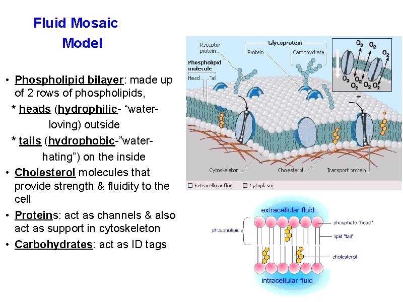 Fluid Mosaic Model • Phospholipid bilayer: made up of 2 rows of phospholipids, *