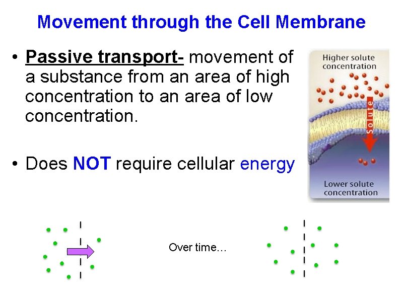 Movement through the Cell Membrane • Passive transport- movement of a substance from an