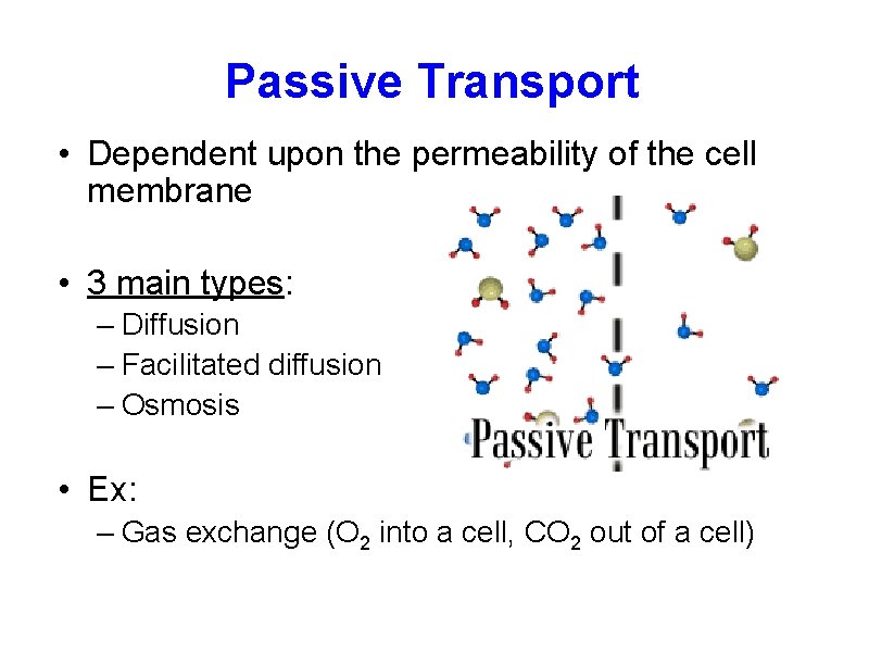 Passive Transport • Dependent upon the permeability of the cell membrane • 3 main