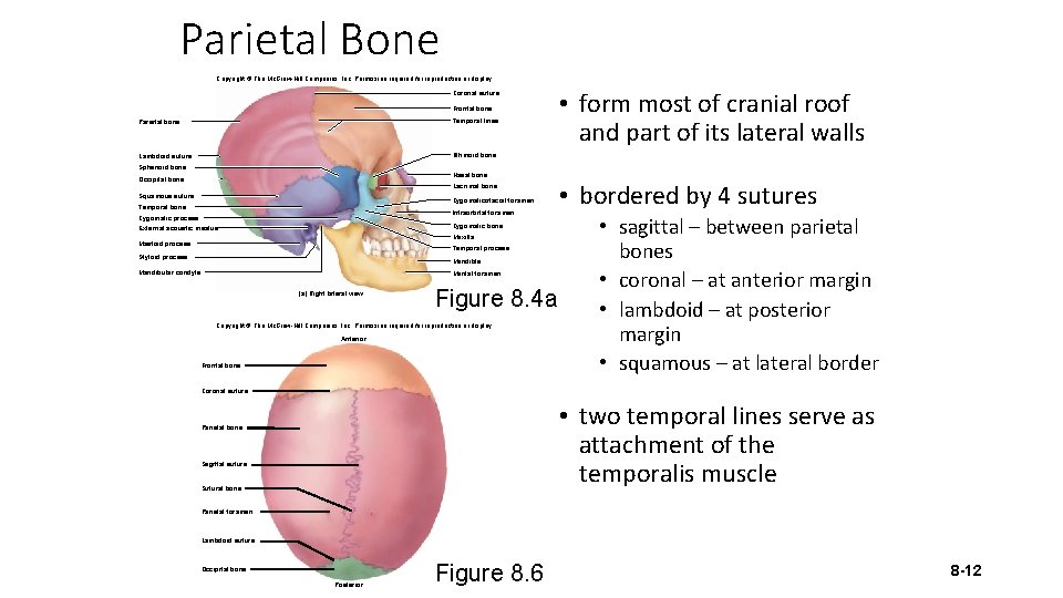 Parietal Bone Copyright © The Mc. Graw-Hill Companies, Inc. Permission required for reproduction or