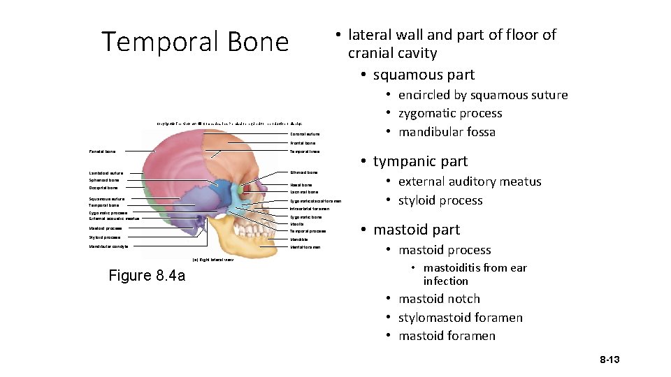 Temporal Bone • lateral wall and part of floor of cranial cavity • squamous